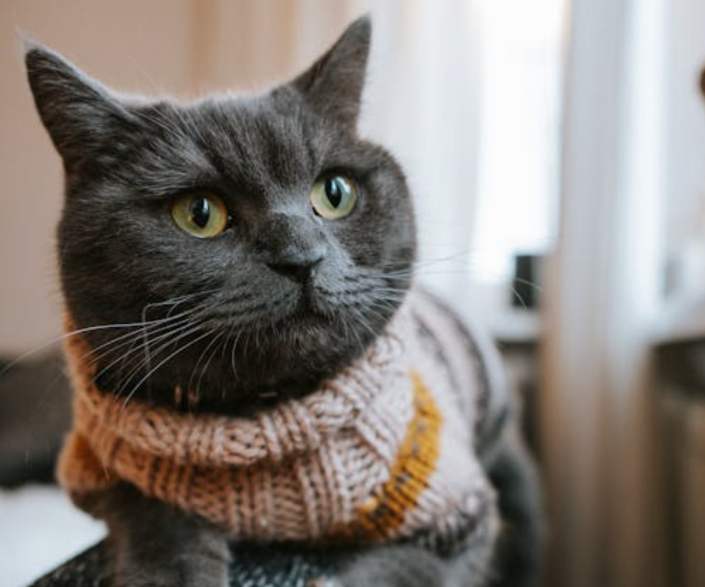 Free cat sweater knitting patterns