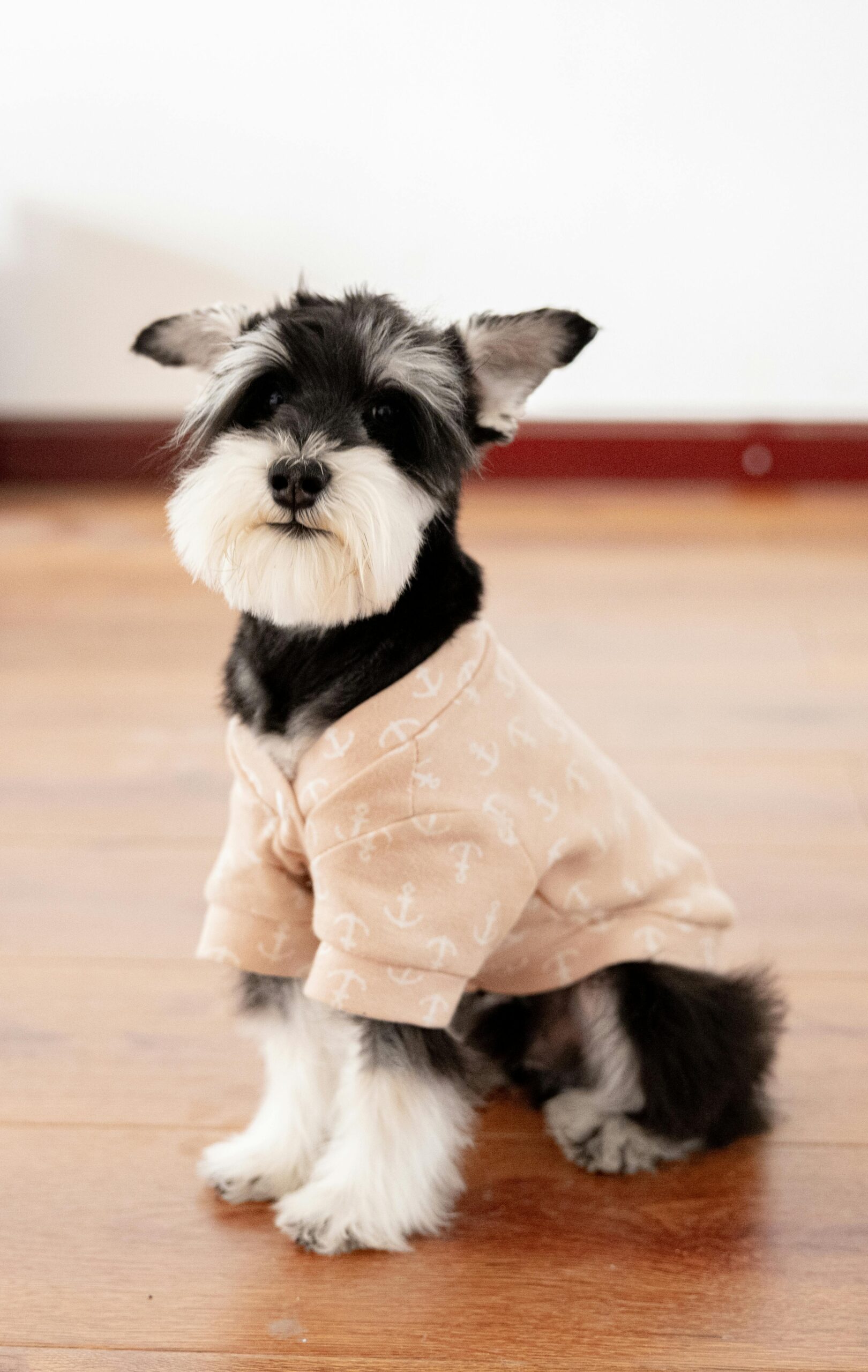Dog wearing an Aran cable knit sweater