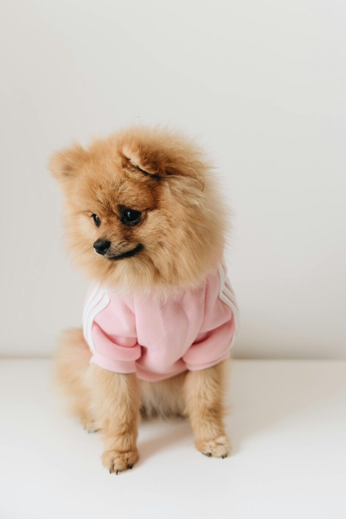 Snuggle Berry Dog Sweater - Free DROPS Pattern