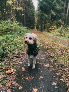 5 Lb Cable Dog Sweater - Free Knitting Pattern