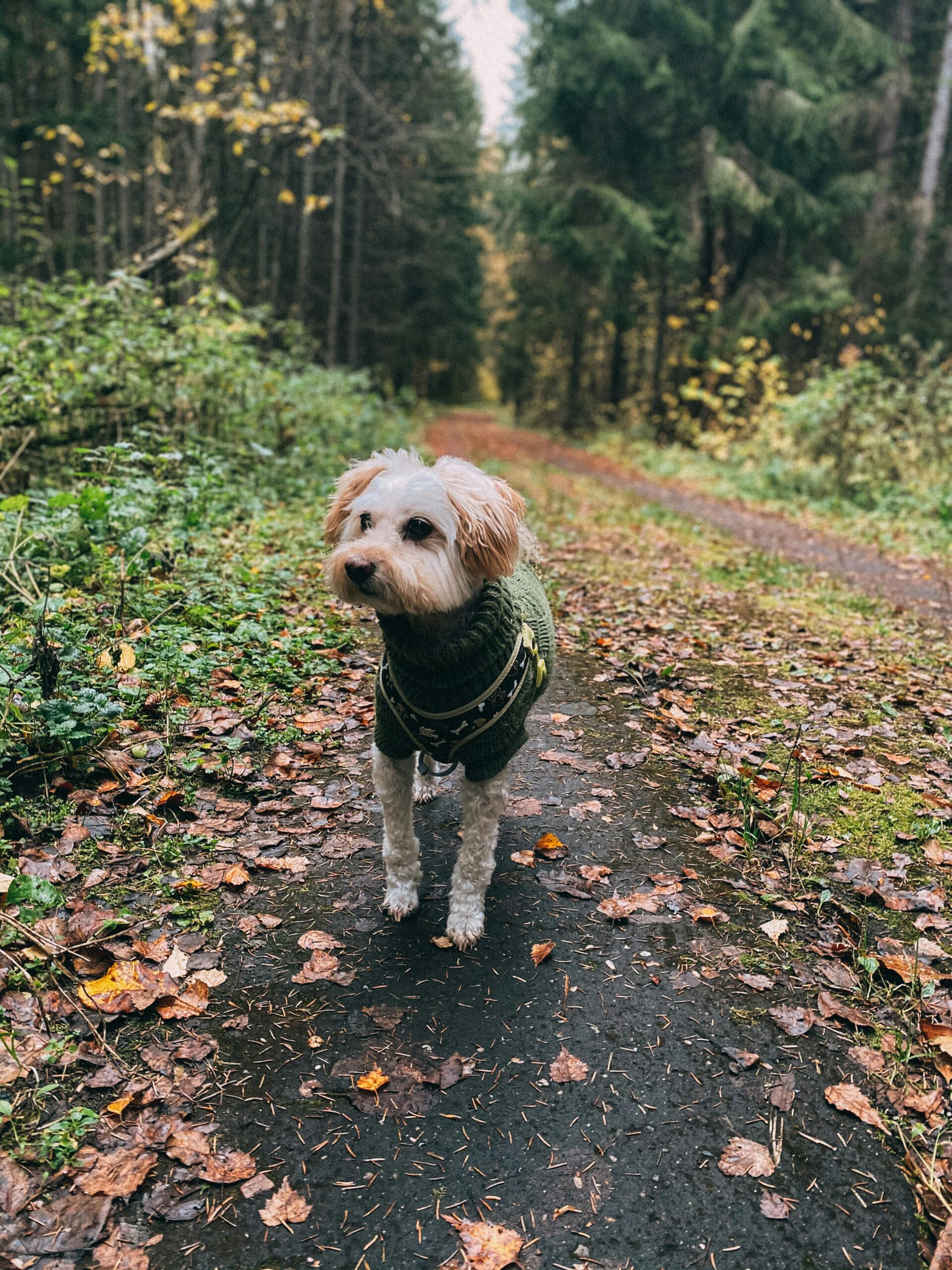 Small dog in a cable knit sweater