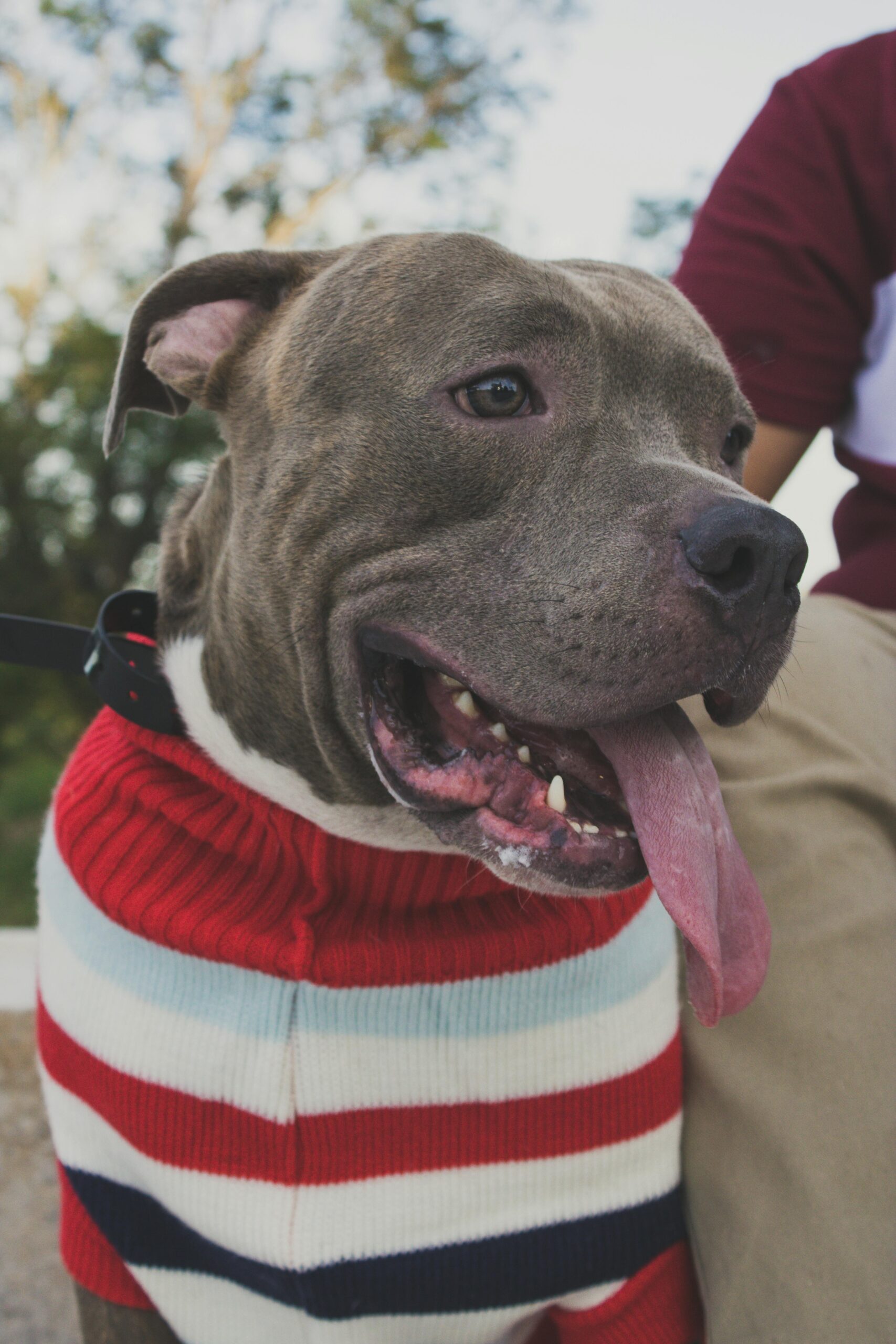 Small dog in a festive knit sweater