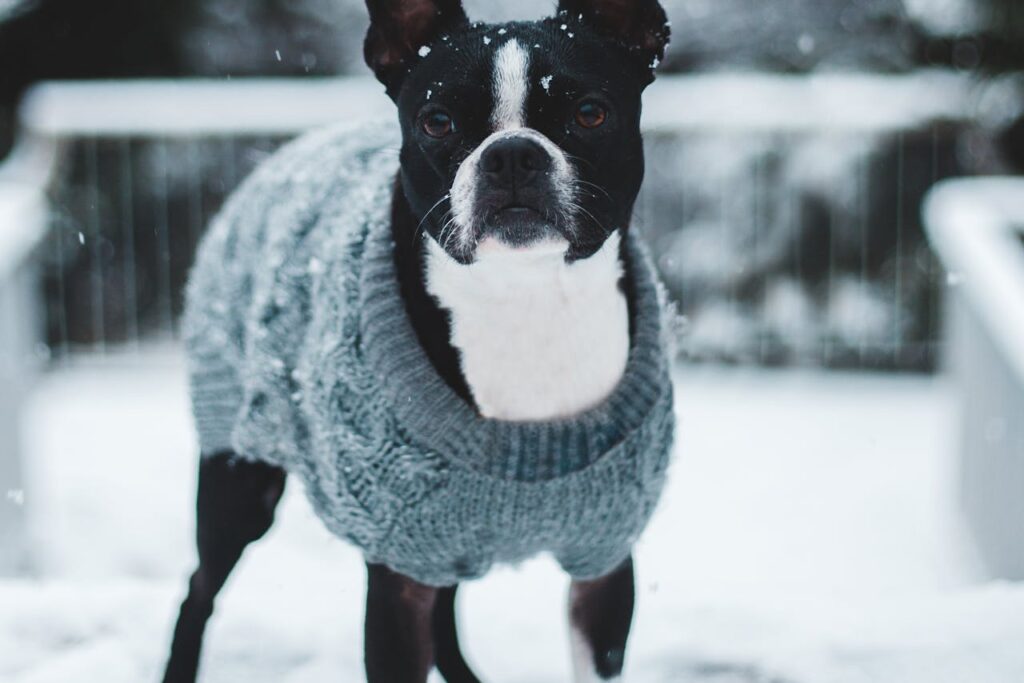 Custom-Fit Dog Sweater Pattern - Any Size, Any Breed