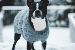 Custom-Fit Dog Sweater Pattern - Any Size, Any Breed