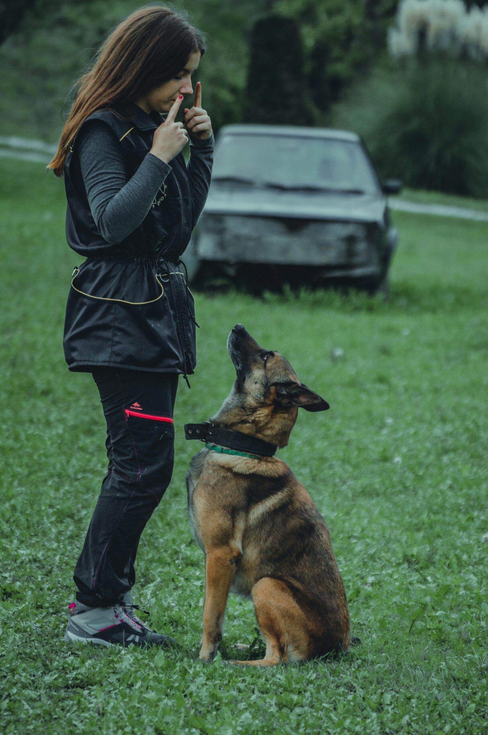 Woman training a German Shepherd dog outdoors using positive reinforcement techniques