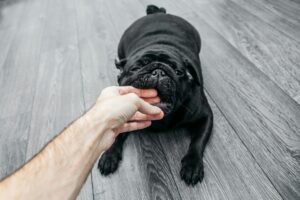 How To Stop Dog Biting - What Actually Works