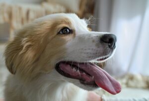 Why Do Dogs Pant? Normal vs. Concerning - What Every Owner Should Know