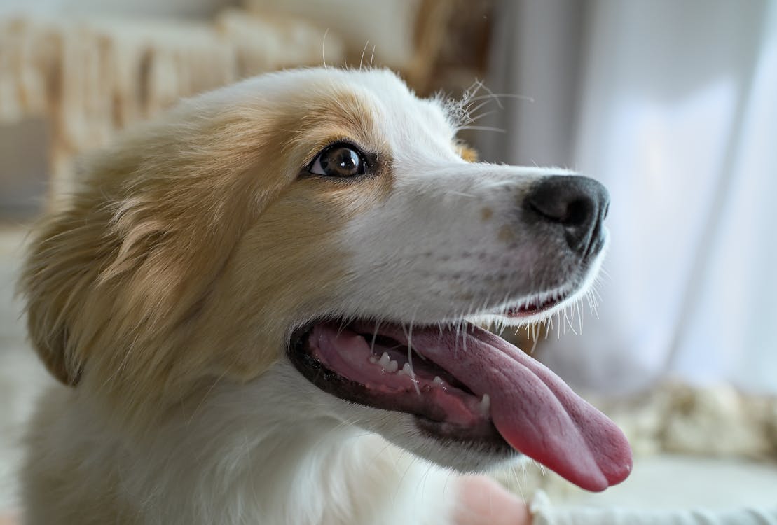 cream dog panting close up - why do dogs pant