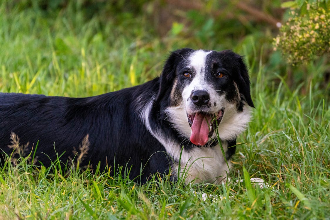 border collie panting in grass - why do dogs pant