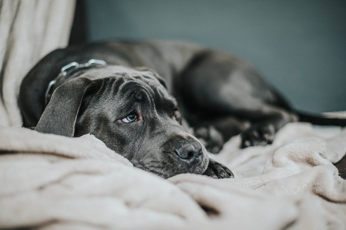 Sad brown dog resting on floor indoors looking anxious