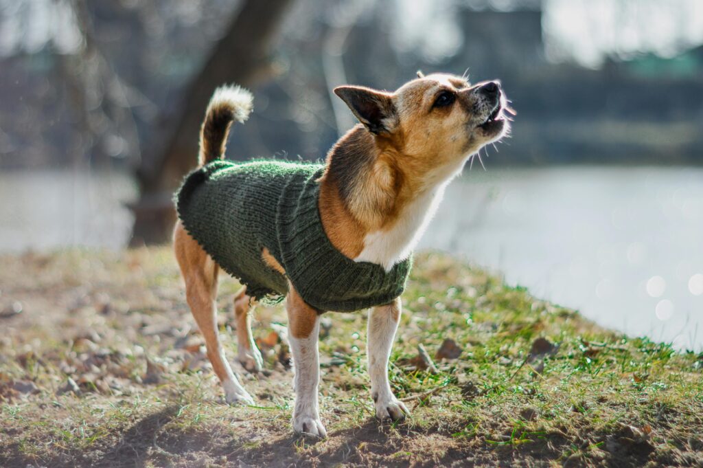 Luna’s Jacket – Free Dog Jacket Knitting Pattern for Stiff Joints