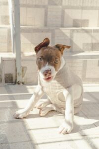 Edinburgh Seamless Dog Sweater - Free Knitting Pattern