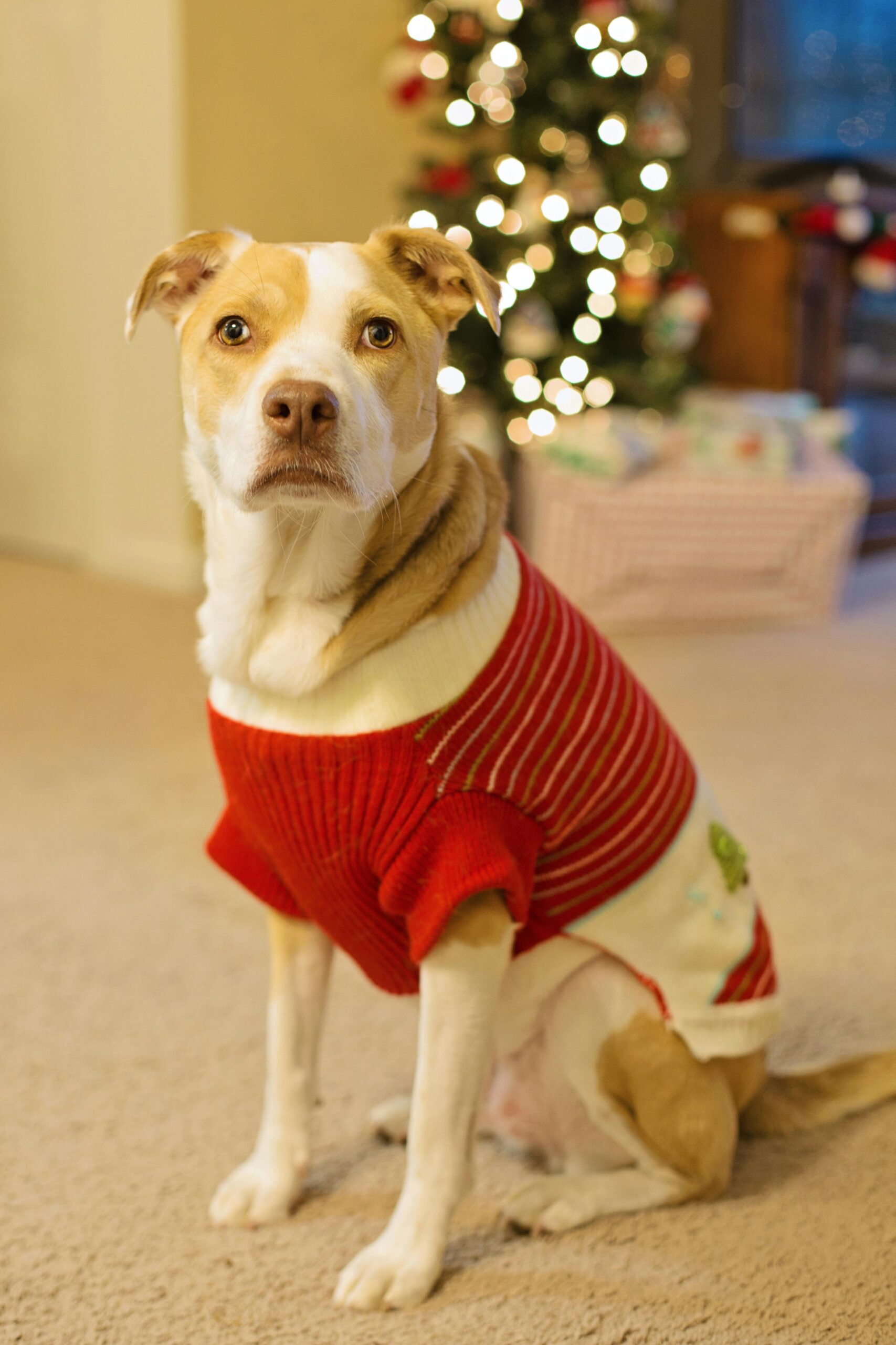 Small dog wearing a knit sweater