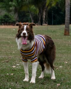Winnie's Tiny Dog Sweater - Free Knitting Pattern
