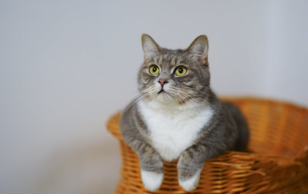 Sweaters for Cats: Sizing and Free Patterns