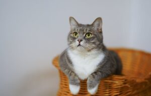 Sweaters for Cats: Sizing and Free Patterns