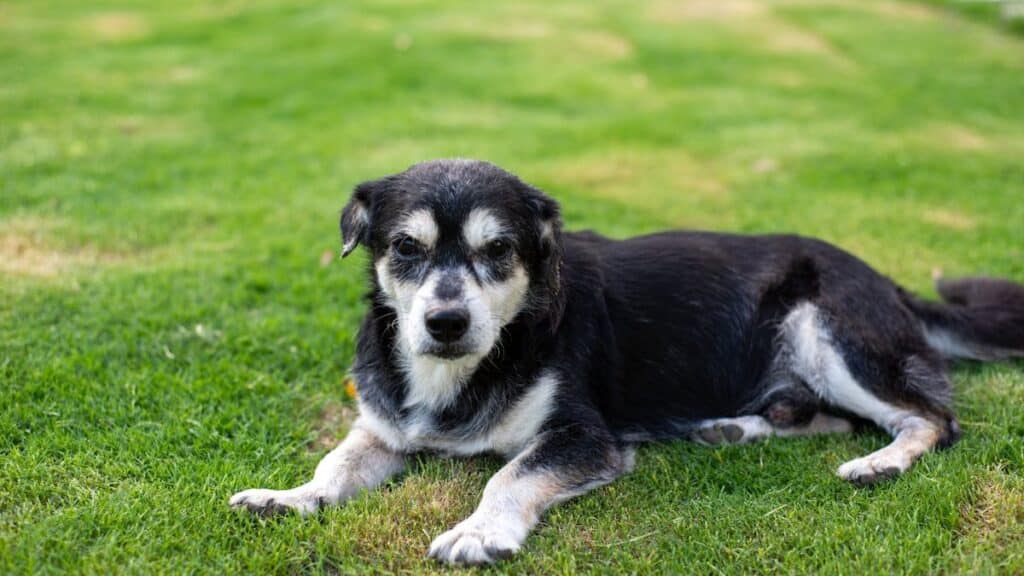 Treating Arthritis For Dogs