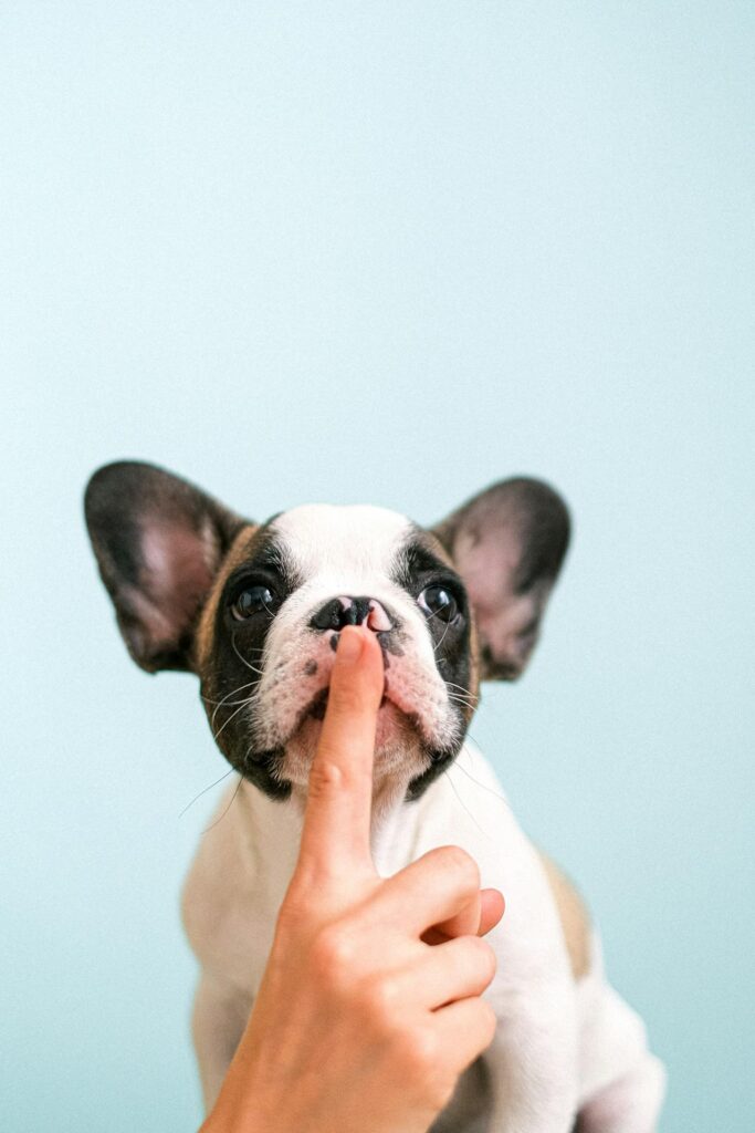 Why Does My Dog Bark In the First Place?