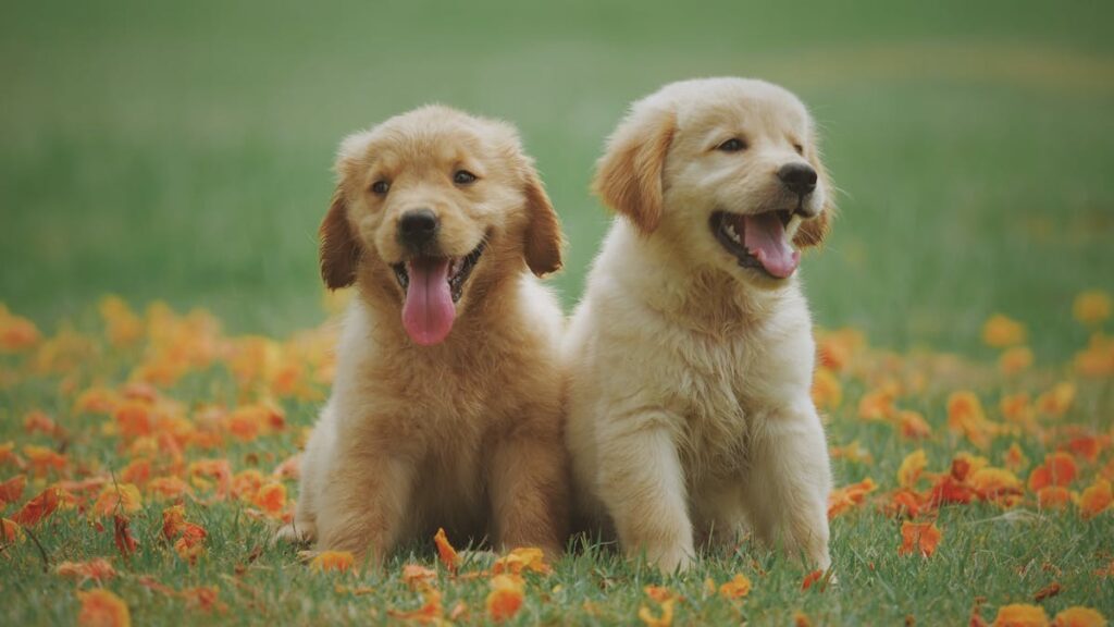 Coprophagia - Controlling Feces Eating For Dogs
