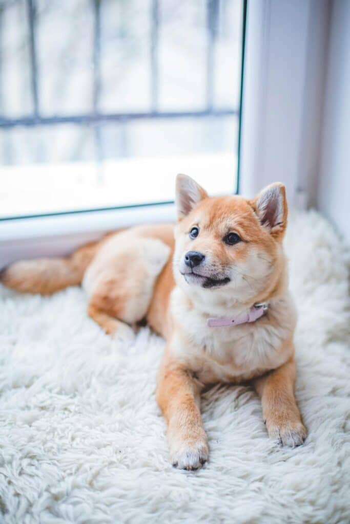 Dog Separation Anxiety