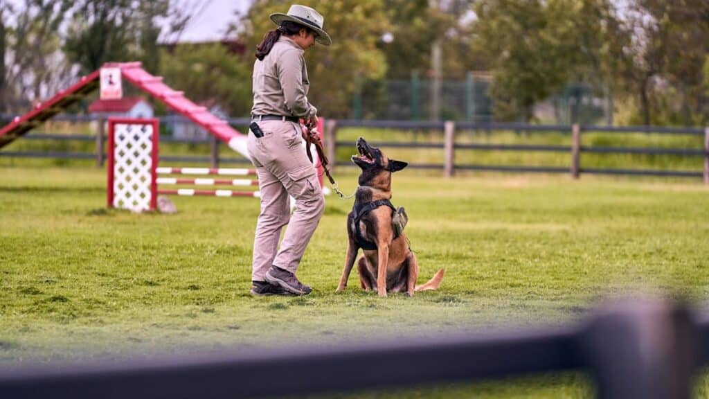 Keys To Training Your Dog