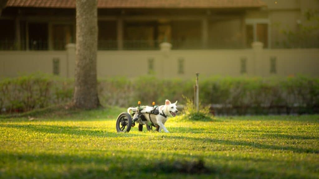 Reasons For Getting Your Dog A Dog Wheelchair