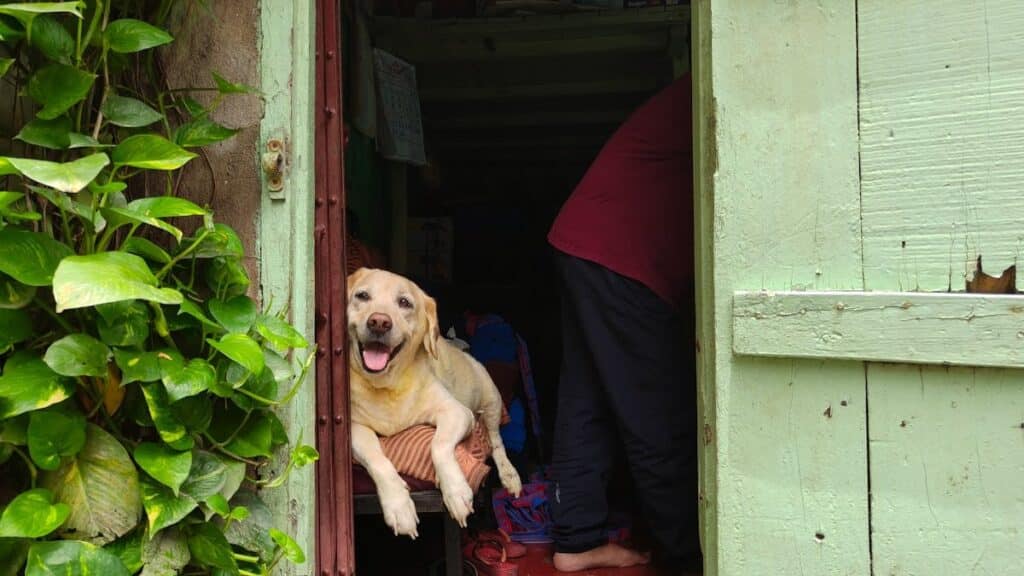 Installing A Doggie Door