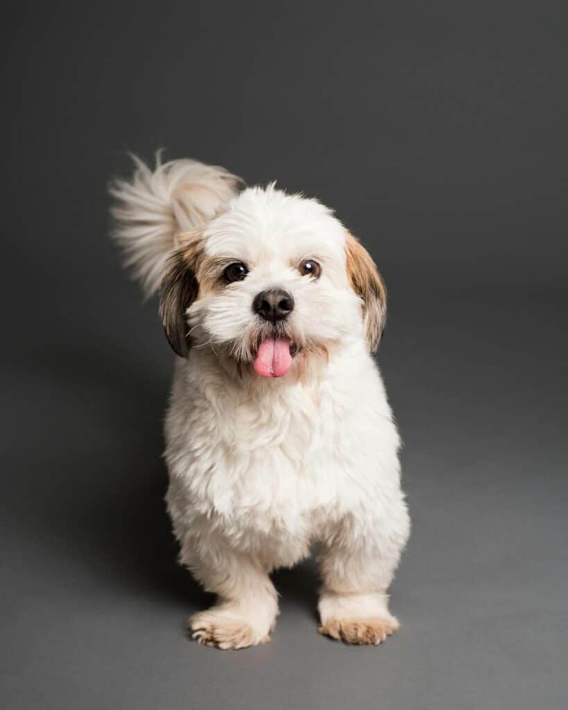 Halloween Costumes for Dogs?