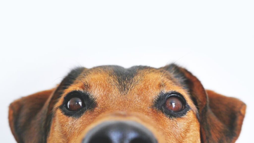 Accessories You Need Before Bringing Puppy Home