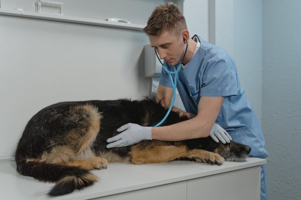 What You Need To Know About Puppy Urinary Tract Infection