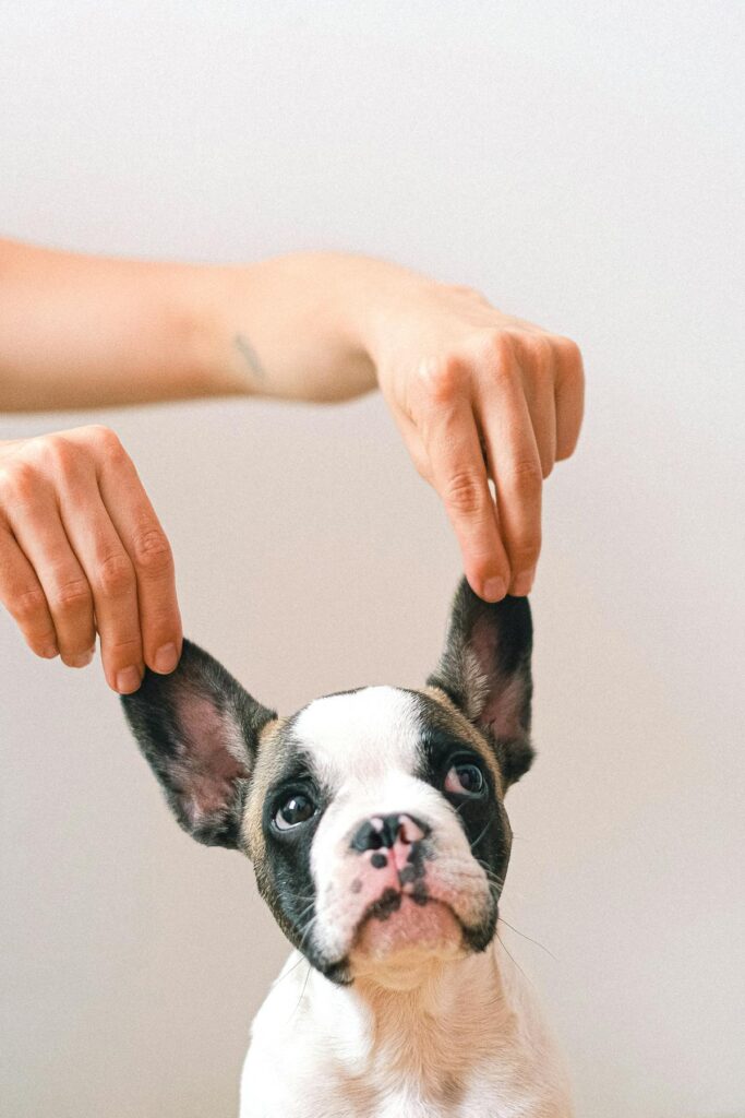 Puppy Growth: What's The Right Weight For Your Dog?