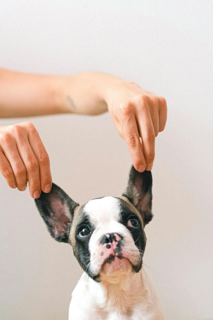 The Smallest Dog Sweater Pattern Ever?